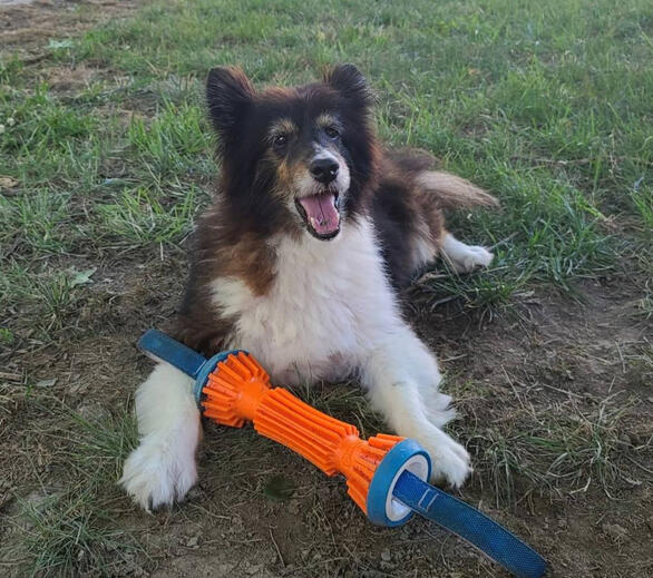 A dog lays on a couch and grins, goofily.