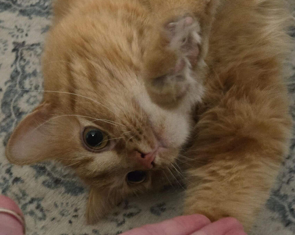 An orange cat we provided drop ins for reaches out to hold our hand.