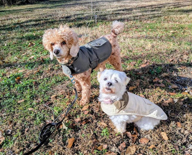 A woman sits with a white golden doodle in her lap and smiles.