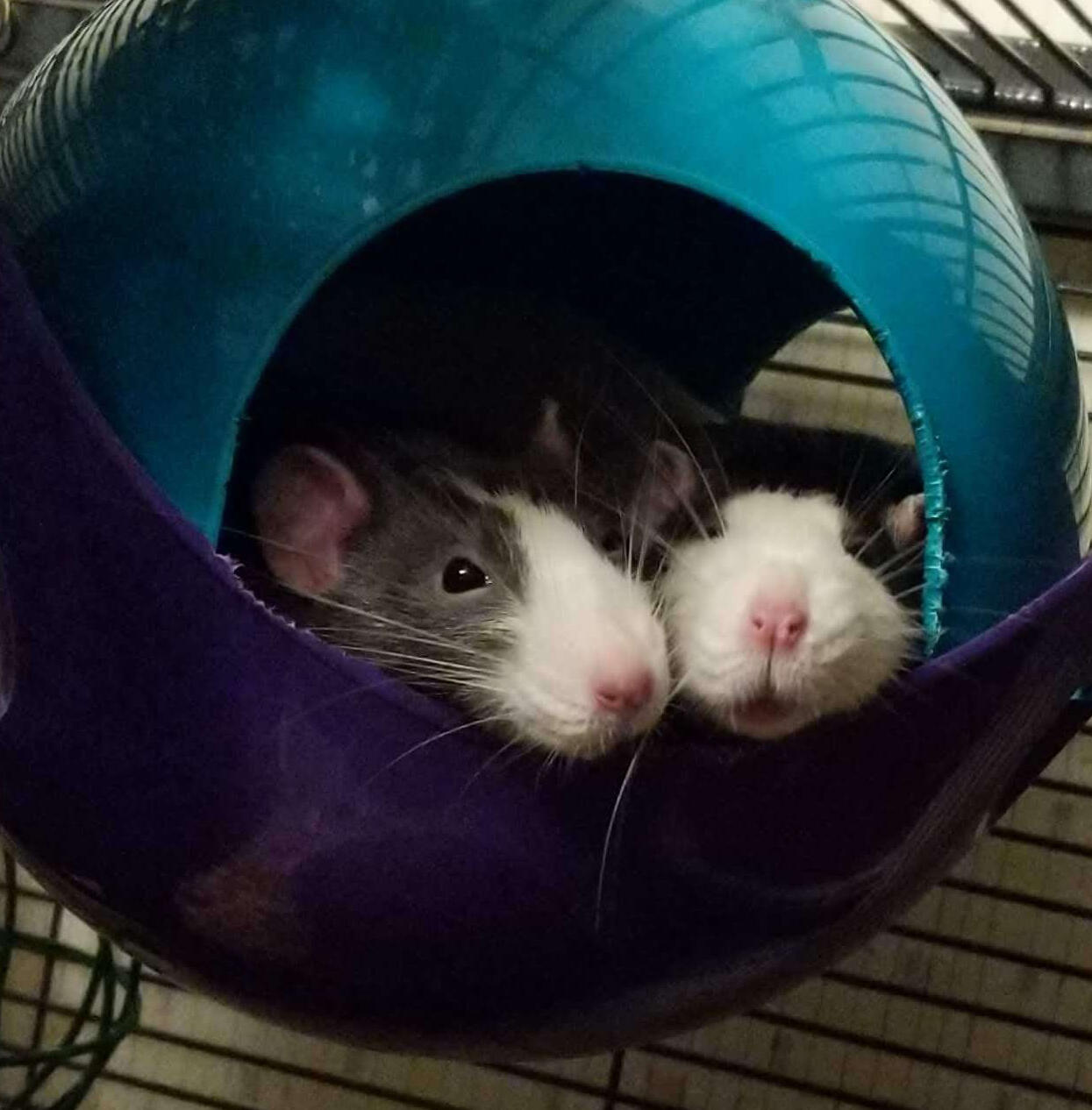 Two rats hang their head out of a little habitat bed.