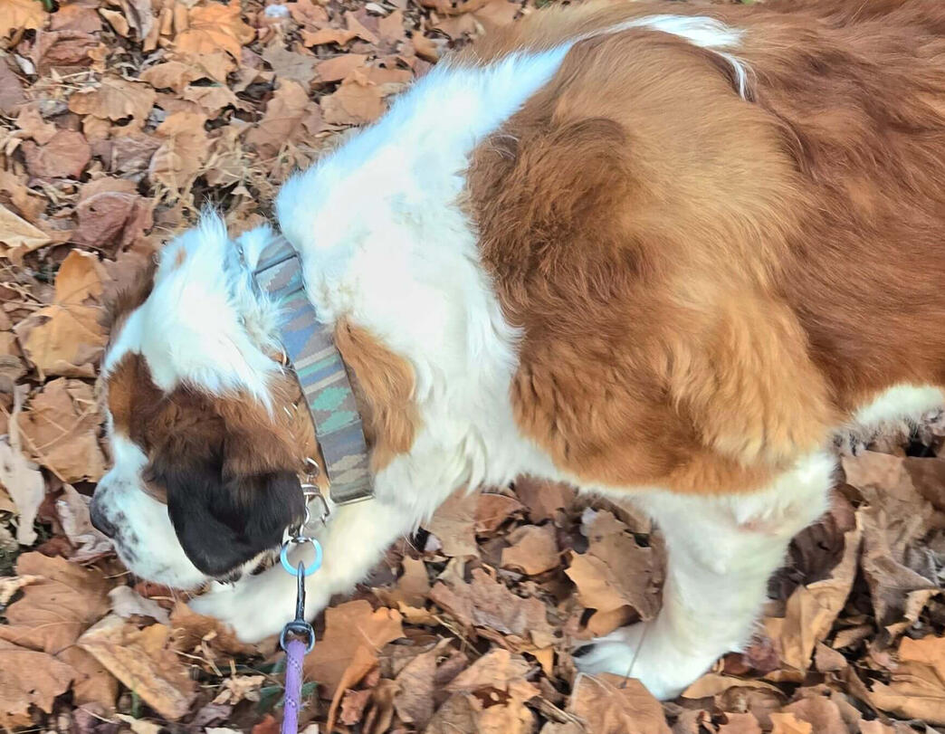 A St. Bernard is on a leash, going for a walk.