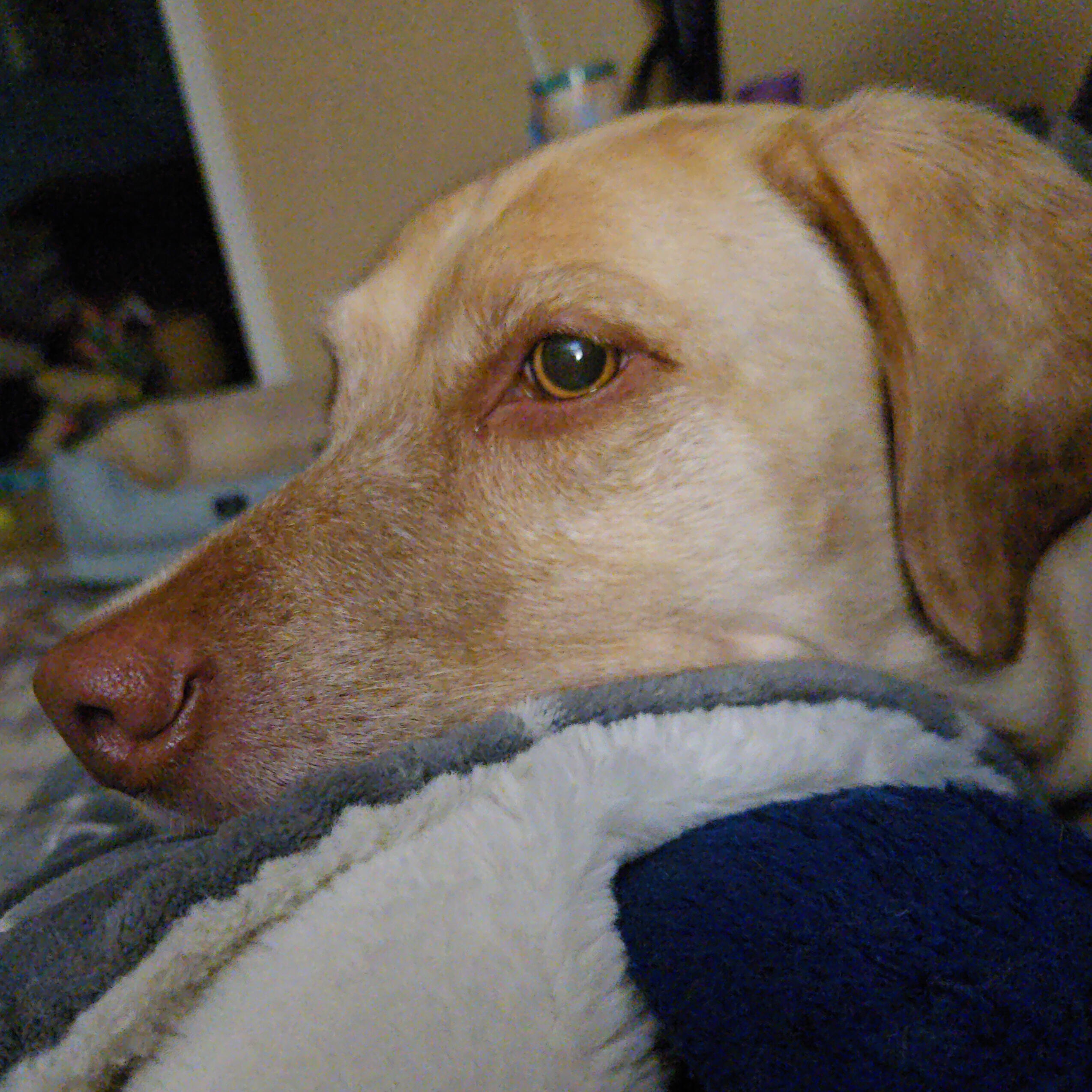 A woman sits with a white golden doodle in her lap and smiles.