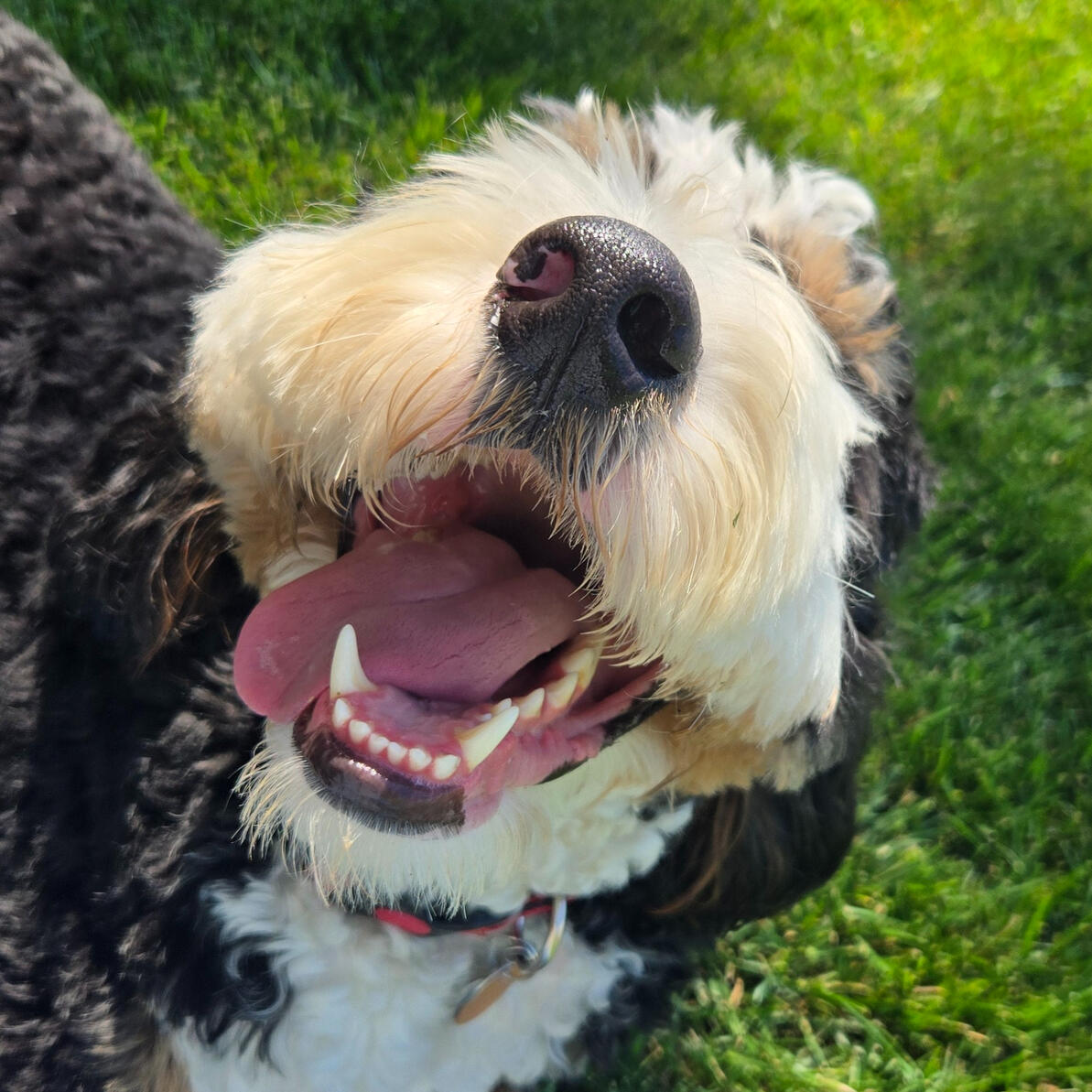 A woman sits with a white golden doodle in her lap and smiles.