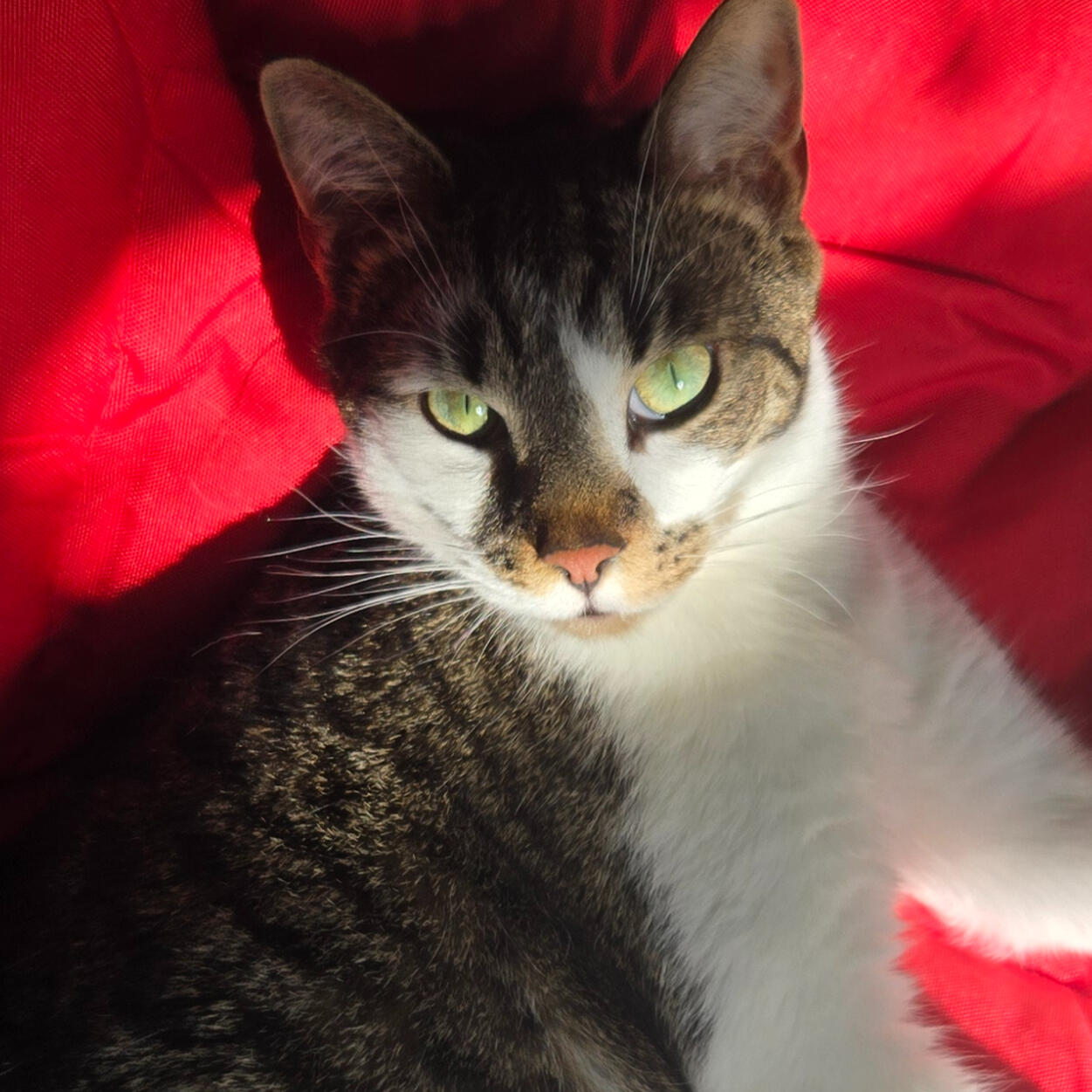 A woman sits with a white golden doodle in her lap and smiles.